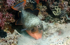 Raja Ampat 2016 - Pseudobalistes flavimarginatus - Yellowmargin triggerfish - Baliste geant ou ponctue - IMG_4465_rc